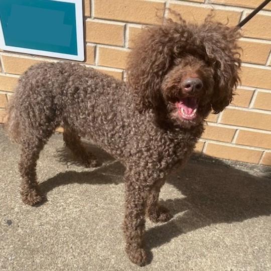 Ralf Poodle found 23 April